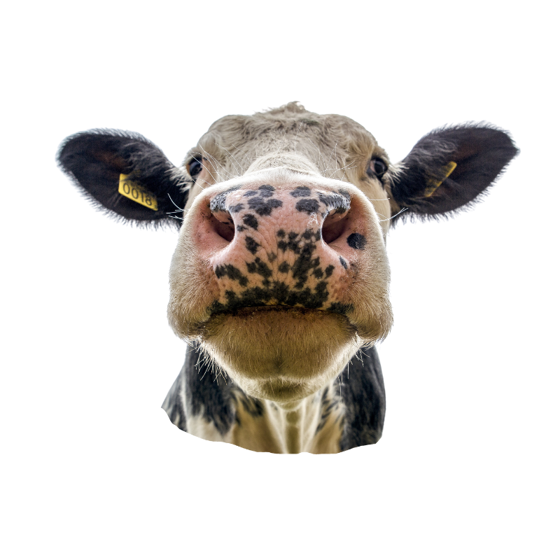 cow looking into your eyes